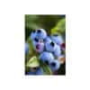 mirtilos-blueberry
