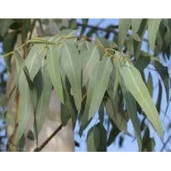 Ευκάλυπτος ή Eucalyptus globulus